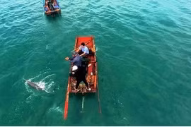 Quang Ninh : Dauphins et baleines aperçus à plusieurs reprises autour de l'île de Co To