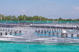 Bac Lieu deviendra un centre de production de crevettes du pays