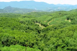 Plantation de 67.200 ha de forêts en 4 mois