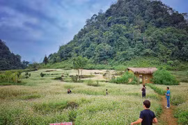 Champs de fleurs de sarrasin: un site incontournable pour prendre de photos à Ha Giang