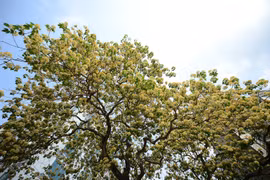 La floraison des Crateva religiosa du village de Dinh Thon