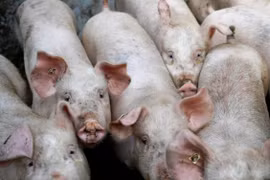 La Thaïlande limitera ses exportations de viande de porc