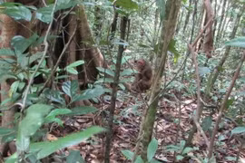 Binh Phuoc : six animaux rares et précieux relâchés dans la nature