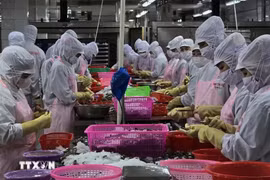Transformation de crevettes pour l'exportation. Photo: VNA