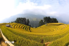 Mu Cang Chai, un tableau naturel aux teintes dorées impressionnantes
