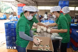 Emballage des noix de coco fraîches pour l'exportation vers le marché chinois. Photo: VNA