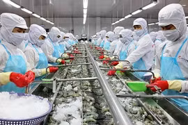 Transformation des crevettes pour l'exportation à l'usine du groupe Minh Phu. Photo : baoangiang.com 