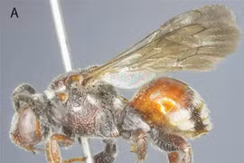 La nouvelle espèce d'abeille est découverte dans le parc national de Vu Quang. Photo: Académie des sciences et technologies du Vietnam