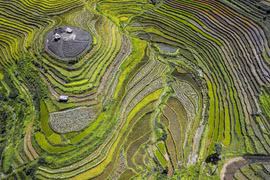 Saison du riz mûr des champs en terrasses à Hoa Binh