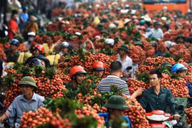Record des ventes de litchis « thieu » de Bac Giang