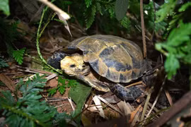 Thanh Hoa : découverte de nombreuses tortues rares dans la Réserve naturelle de Pu Hu