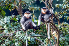 Les primates rares à Da Nang font face à de sérieuses difficultés