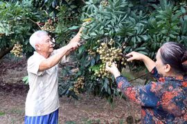 La province de Hung Yen propose des visites dans des vergers de longaniers