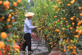 Tu Liên, le village traditionnel des kumquats de Hanoï, se prépare pour le Nouvel An lunaire