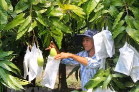 Moc Chau vise 400-500 tonnes de mangues exportées en Chine en 2019