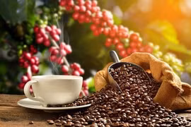 Plus de 80 échantillons de café participent au Concours de café de spécialité du Vietnam 2022
