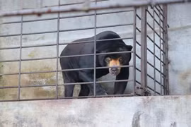 Publication d'un court métrage appelant la communauté à ne pas utiliser la bile d'ours