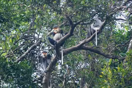 Quang Nam : assurant un environnement de vie pour les doucs langurs à pattes grises