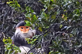 Thua Thien-Hue : un primate en voie de disparition relâché dans le parc national de Bach Ma