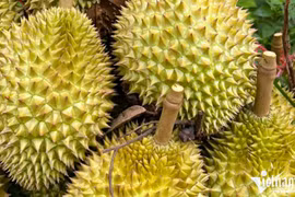 Le Japon augmente ses achats de durian et de longane vietnamiens