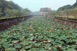 Admirer les fleurs de lotus parfumées à Thua Thiên-Huê