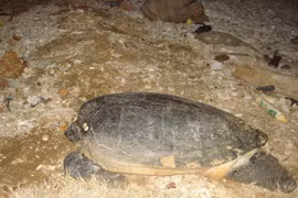 Quang Tri: une tortue de 50 kg est relâchée à la mer