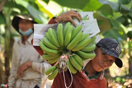 Banane - l'un des principaux produits d'exportation du Laos vers la Chine