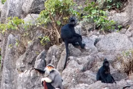 Des primates rares découverts dans la réserve naturelle de Quang Binh