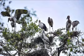 Le WWF salue la conservation de la biodiversité au Vietnam