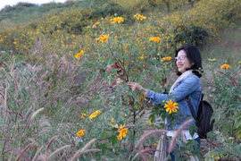 Fête des fleurs de tournesol sauvage de Chu Dang Ya