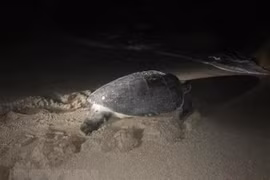Ha Tinh: une tortue en voie de disparition relâchée dans la mer