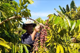 Le Vietnam devient le plus grand fournisseur de café du Japon