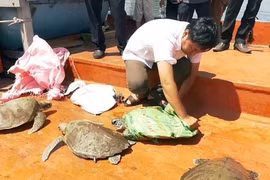 Relâcher des tortues rares dans la nature