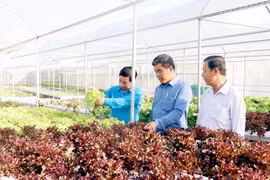 L'île de Phu Quoc développe une agriculture écologique liée au tourisme
