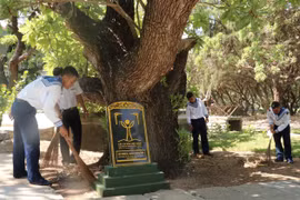 Des arbres patrimoniaux nationaux sur l'archipel de Truong Sa 