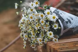Hanoï sous le signe des marguerites Daisy 