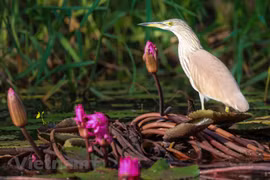 Beauté des oiseaux au parc national de Tram Chim