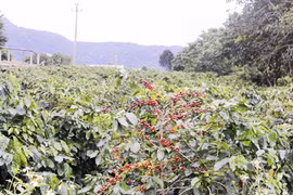 Le café d’Arabica Khe Sanh remporte le premier prix du concours de café de spécialité du Vietnam