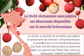 Le litchi vietnamien sans pépins est désormais disponible sur le marché britannique