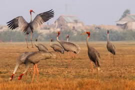 Le Fonds pour l’environnement mondial finance la conservation de la biodiversité