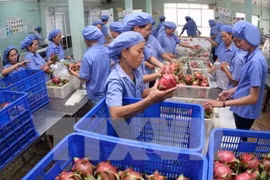 Fruits et légumes : les exportations atteignent 3,5 milliards de dollars en onze mois
