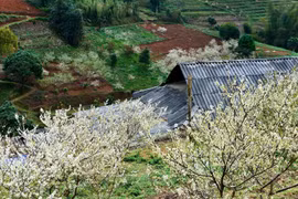 Le haut plateau karstique de Ha Giang à la saison de floraison des pruniers