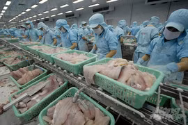 Les exportations de pangasius vers la Russie augmentent à nouveau fortement 