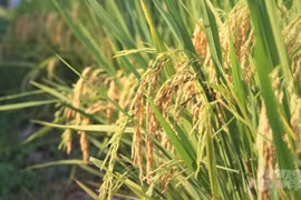 Le Vietnam promeut sa coopération avec l'Institut international de recherche sur le riz