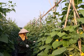 Vinh Phuc : l’agriculture contribue 0,13 point de pourcentage à la croissance provinciale