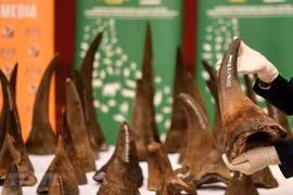 Le Vietnam remet à l'Afrique du Sud des échantillons de cornes de rhinocéros saisies 