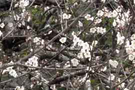 La beauté surprenante au paradis de fleurs d’abricotier à Môc Châu