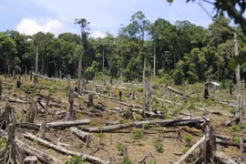 Plantation de 108.258 hectares de forêts au premier semestre
