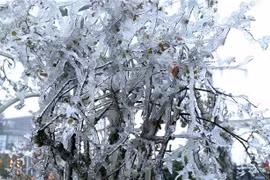 Le froid de canard persiste dans le Nord jusqu’au 24 février
