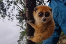 Quang Nam: élargir l'habitat et diversifier les sources de nourriture pour les animaux rares 